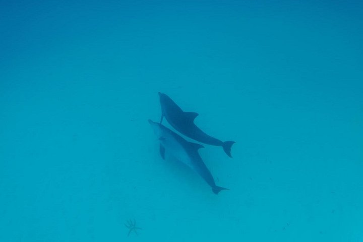 Excursión de snorkel y avistamiento de delfines alrededor de la isla Mnemba, Tanzania, con vibrante vida marina y aguas turquesas, foto 27 | wizardtrip