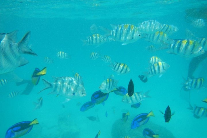 Excursión de snorkel y avistamiento de delfines alrededor de la isla Mnemba, Tanzania, con vibrante vida marina y aguas turquesas, foto 28 | wizardtrip