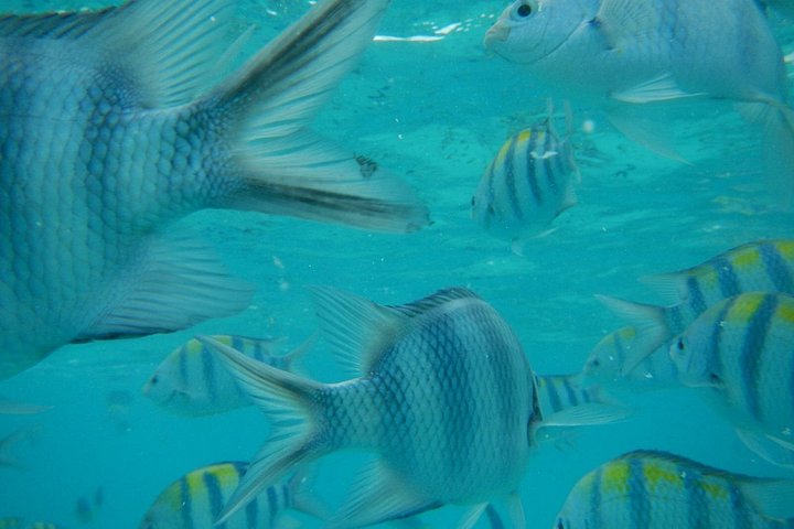 Excursión de snorkel y avistamiento de delfines alrededor de la isla Mnemba, Tanzania, con vibrante vida marina y aguas turquesas, foto 29 | wizardtrip