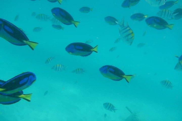 Excursión de snorkel y avistamiento de delfines alrededor de la isla Mnemba, Tanzania, con vibrante vida marina y aguas turquesas, foto 35 | wizardtrip