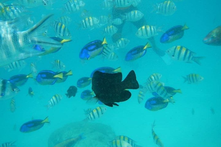 Excursión de snorkel y avistamiento de delfines alrededor de la isla Mnemba, Tanzania, con vibrante vida marina y aguas turquesas, foto 36 | wizardtrip