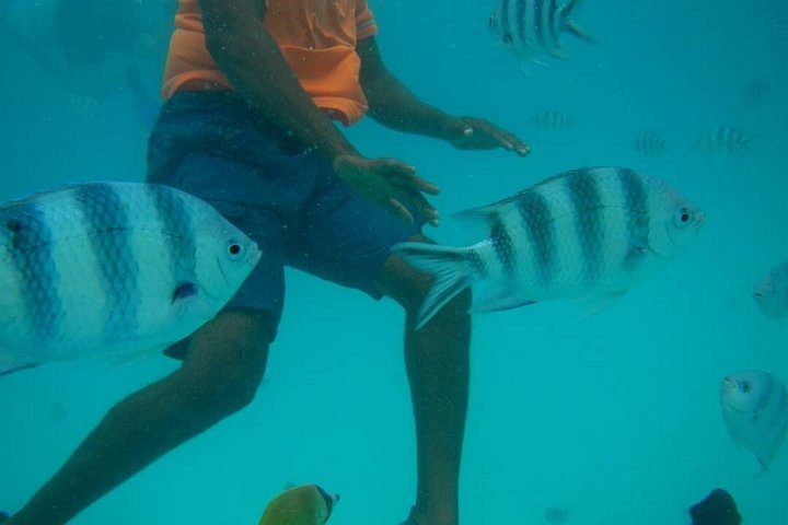 Excursión de snorkel y avistamiento de delfines alrededor de la isla Mnemba, Tanzania, con vibrante vida marina y aguas turquesas, foto 37 | wizardtrip