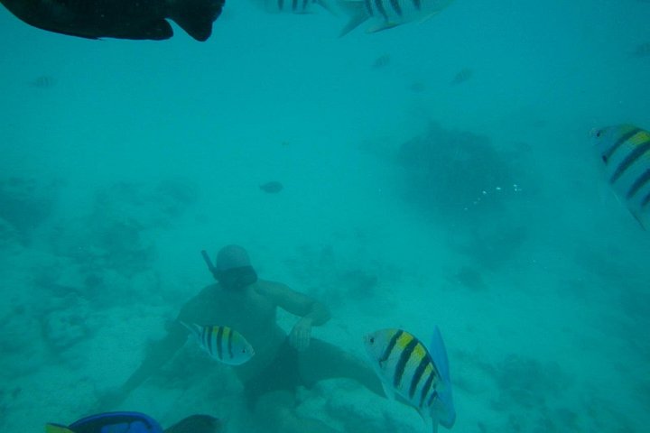 Excursión de snorkel y avistamiento de delfines alrededor de la isla Mnemba, Tanzania, con vibrante vida marina y aguas turquesas, foto 38 | wizardtrip