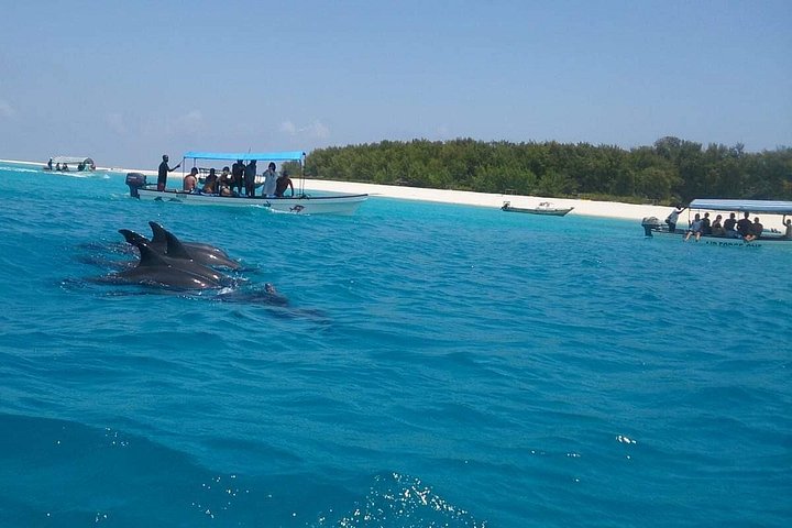 Excursión de snorkel y avistamiento de delfines alrededor de la isla Mnemba, Tanzania, con vibrante vida marina y aguas turquesas, foto 43 | wizardtrip