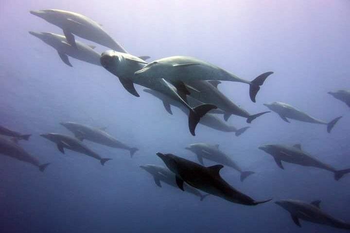 Excursión de snorkel y avistamiento de delfines alrededor de la isla Mnemba, Tanzania, con vibrante vida marina y aguas turquesas, foto 44 | wizardtrip