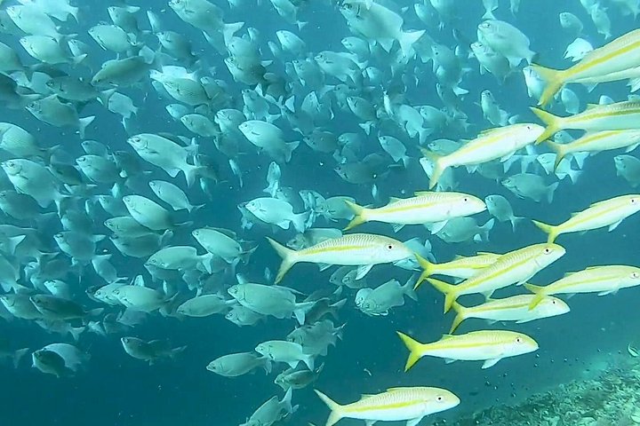 Excursión de snorkel y avistamiento de delfines alrededor de la isla Mnemba, Tanzania, con vibrante vida marina y aguas turquesas, foto 50 | wizardtrip