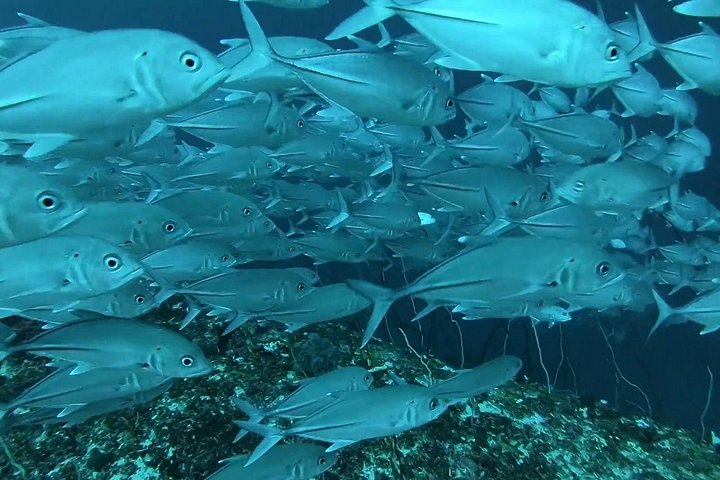 Excursión de snorkel y avistamiento de delfines alrededor de la isla Mnemba, Tanzania, con vibrante vida marina y aguas turquesas, foto 51 | wizardtrip