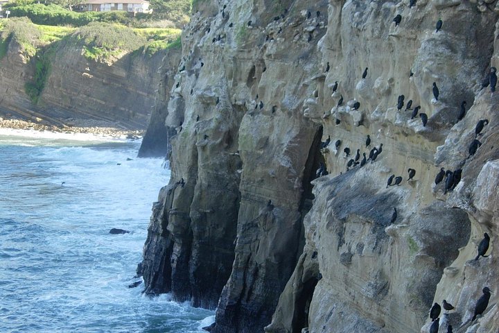 Kajakkpadlere utforsker de naturskjønne sjøhulene og kystlinjen i La Jolla, San Diego, og observerer marint dyreliv, foto 6 | wizardtrip