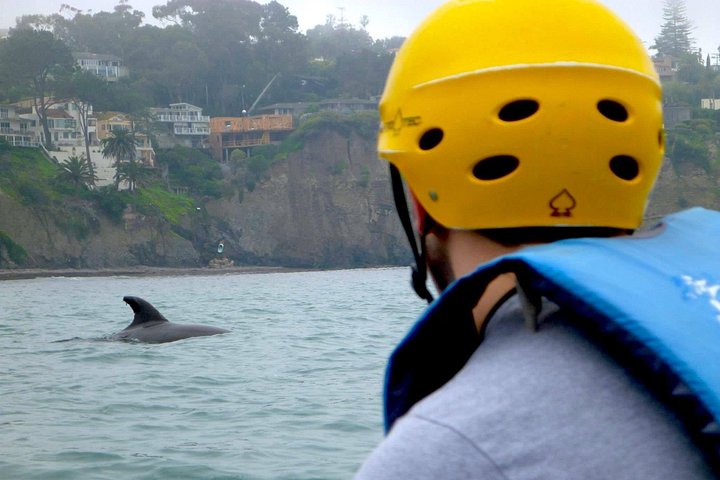 Kajakkpadlere utforsker de naturskjønne sjøhulene og kystlinjen i La Jolla, San Diego, og observerer marint dyreliv, foto 7 | wizardtrip