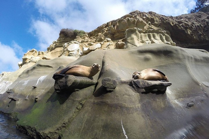 Kajakkpadlere utforsker de naturskjønne sjøhulene og kystlinjen i La Jolla, San Diego, og observerer marint dyreliv, foto 8 | wizardtrip