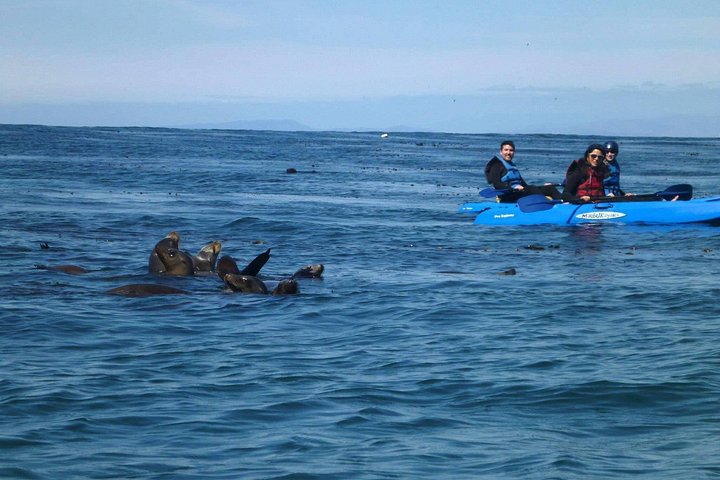 Kajakkpadlere utforsker de naturskjønne sjøhulene og kystlinjen i La Jolla, San Diego, og observerer marint dyreliv, foto 9 | wizardtrip