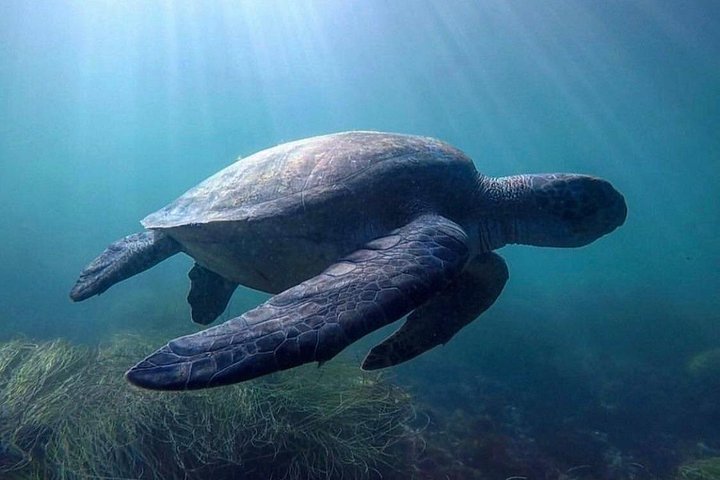 Kajakkpadlere utforsker de naturskjønne sjøhulene og kystlinjen i La Jolla, San Diego, og observerer marint dyreliv, foto 10 | wizardtrip
