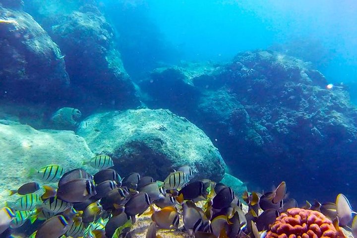 ホノルル、ハワイでの初心者向けスキューバダイビングツアー、サンゴ礁と海洋生物を探検、写真7 | wizardtrip