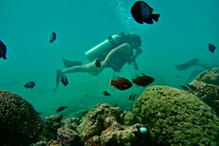 ホノルル、ハワイでの初心者向けスキューバダイビングツアー、サンゴ礁と海洋生物を探検、写真9 | wizardtrip