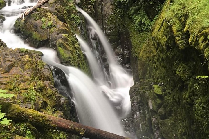 Dagstur som utforsker mangfoldige økosystemer i Olympic National Park fra Seattle, foto 6 | wizardtrip