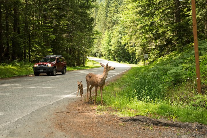 Dagstur som utforsker mangfoldige økosystemer i Olympic National Park fra Seattle, foto 7 | wizardtrip