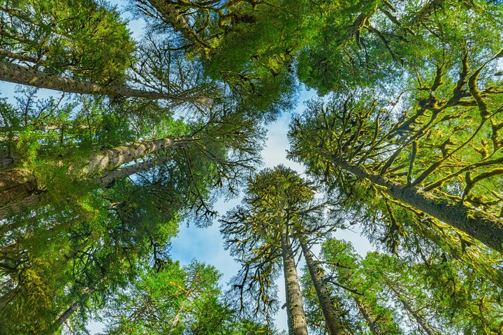 Dagstur som utforsker mangfoldige økosystemer i Olympic National Park fra Seattle, foto 8 | wizardtrip