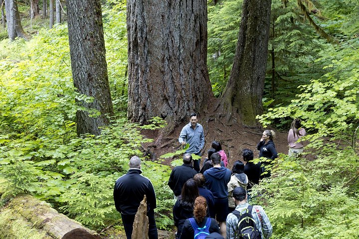 Excursión de día completo explorando el Parque Nacional Mt. Rainier desde Seattle, con volcán, lagos, bosques y cascadas, foto 9 | wizardtrip