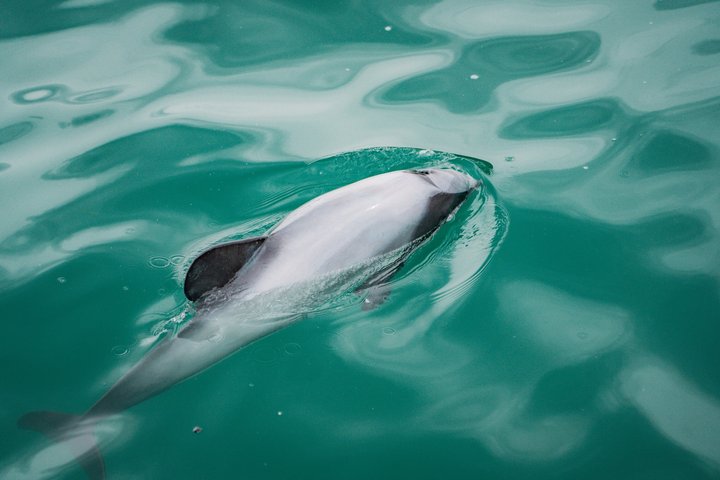 Akaroa Harbour Naturkreuzfahrt | wizardtrip