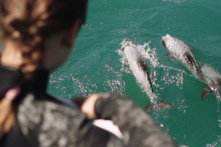 Crociera naturalistica panoramica nella Baia di Akaroa, Nuova Zelanda, avvistamento di delfini e fauna selvatica, foto 9 | wizardtrip