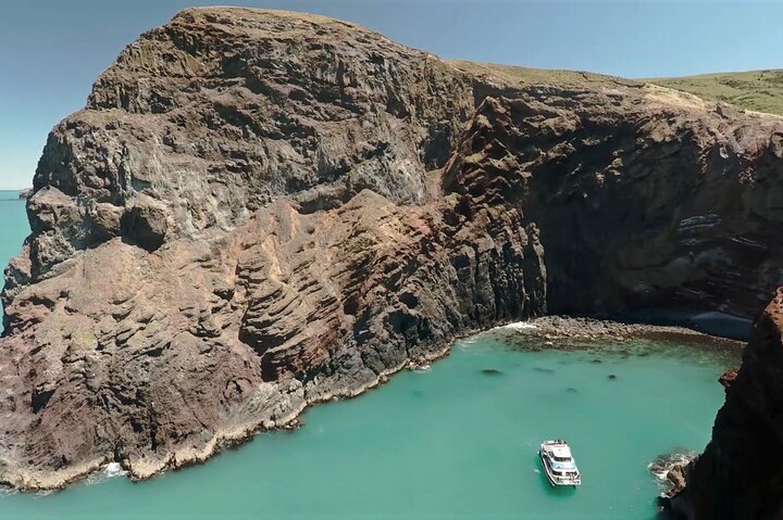 Crociera naturalistica panoramica nella Baia di Akaroa, Nuova Zelanda, avvistamento di delfini e fauna selvatica, foto 10 | wizardtrip