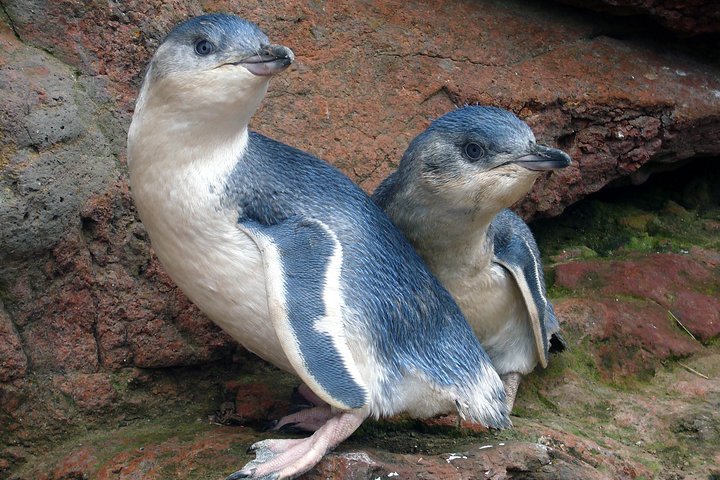 Crociera naturalistica panoramica nella Baia di Akaroa, Nuova Zelanda, avvistamento di delfini e fauna selvatica, foto 12 | wizardtrip
