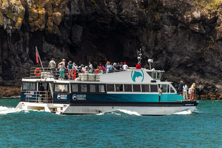 Crociera naturalistica panoramica nella Baia di Akaroa, Nuova Zelanda, avvistamento di delfini e fauna selvatica, foto 13 | wizardtrip