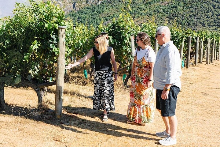 Passeio cénico de vinhos em Queenstown, Nova Zelândia, visitando vinícolas e desfrutando de degustações com almoço, foto 12 | wizardtrip