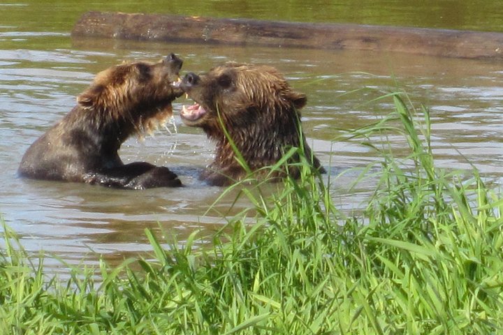 Wildlife and Glaciers with a walk in the Rainforest | wizardtrip