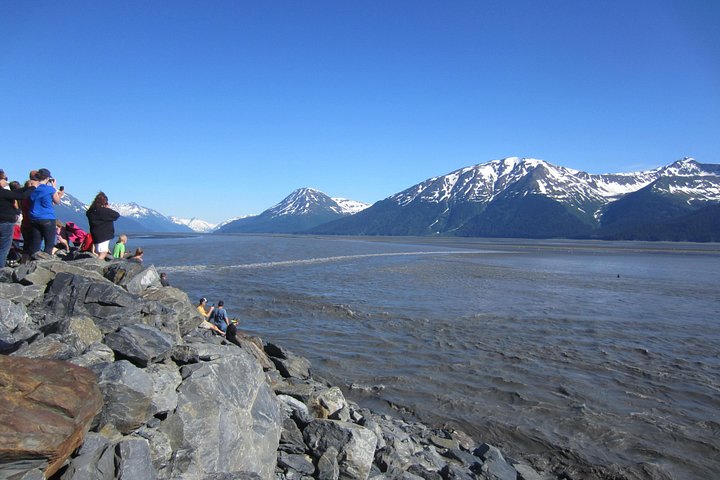 Admirez la faune diversifiée et les majestueux glaciers de l'Alaska lors d'une excursion panoramique depuis Anchorage, photo 12 | wizardtrip