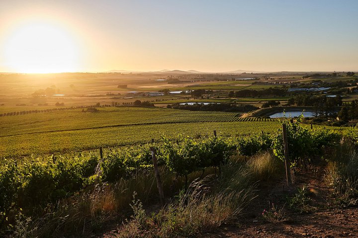 Heldagstur i vindistrikten vid Kapprovinsen, Sydafrika, med provningar och lunch, foto 7 | wizardtrip