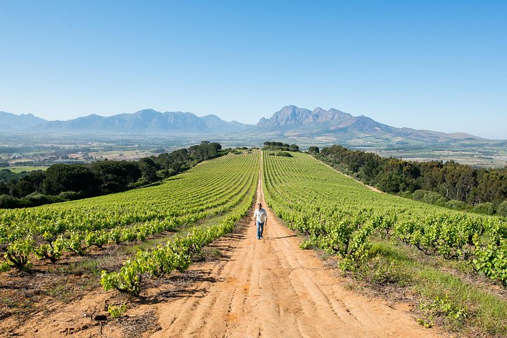 Heldagstur i vindistrikten vid Kapprovinsen, Sydafrika, med provningar och lunch, foto 8 | wizardtrip