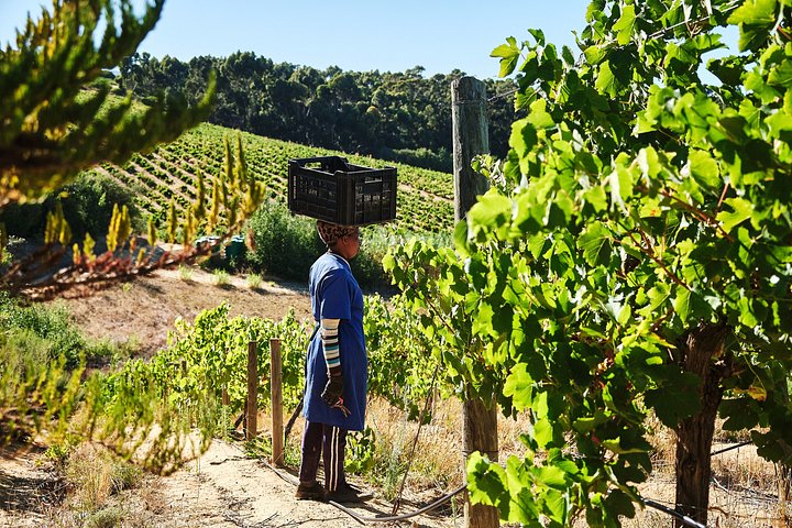 Heldagstur i vindistrikten vid Kapprovinsen, Sydafrika, med provningar och lunch, foto 13 | wizardtrip
