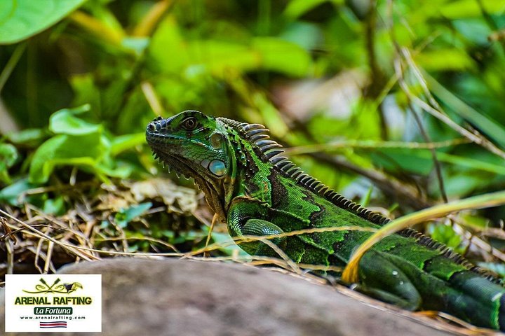 Spennende raftingeventyr på elven Balsa, Costa Rica, med stryk og frodig regnskog, foto 29 | wizardtrip
