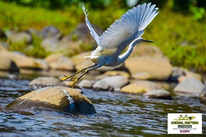 Spennende raftingeventyr på elven Balsa, Costa Rica, med stryk og frodig regnskog, foto 31 | wizardtrip