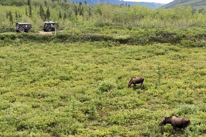 Offroad-Abenteuer in einem Fat Truck in der Nähe des Denali Nationalparks, Alaska, Foto 10 | wizardtrip