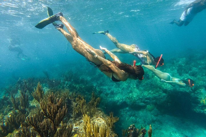 Excursion d'une demi-journée de snorkeling et d'exploration d'île depuis Providenciales, Turks et Caicos, photo 16 | wizardtrip