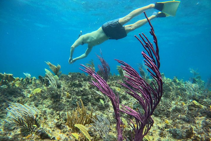Excursion d'une demi-journée de snorkeling et d'exploration d'île depuis Providenciales, Turks et Caicos, photo 18 | wizardtrip