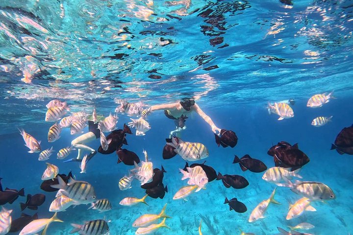 Excursion d'une demi-journée de snorkeling et d'exploration d'île depuis Providenciales, Turks et Caicos, photo 22 | wizardtrip