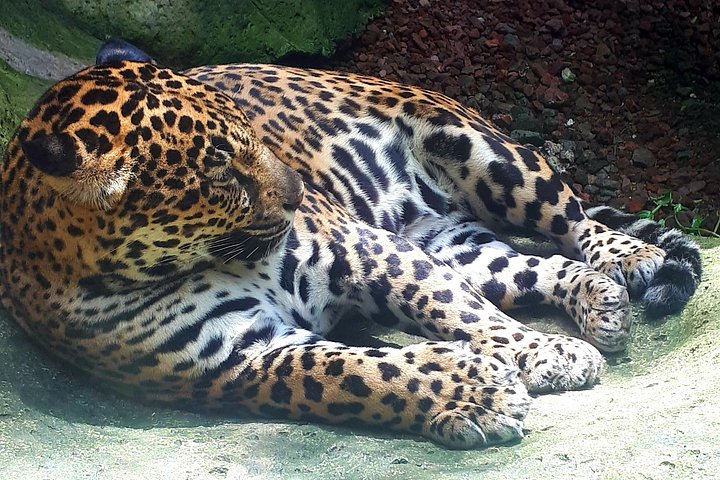 Heldagstur i Costa Rica med Poás-vulkanen, La Paz Waterfall Gardens och en kaffeplantage, foto 7 | wizardtrip