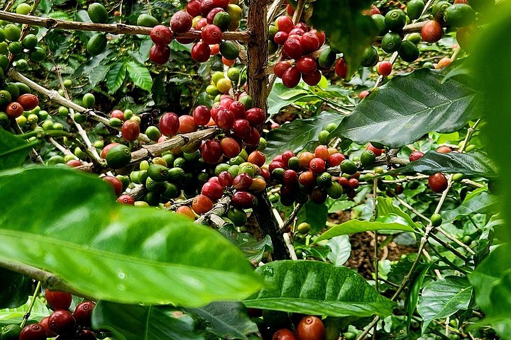 Heldagstur i Costa Rica med Poás-vulkanen, La Paz Waterfall Gardens och en kaffeplantage, foto 8 | wizardtrip