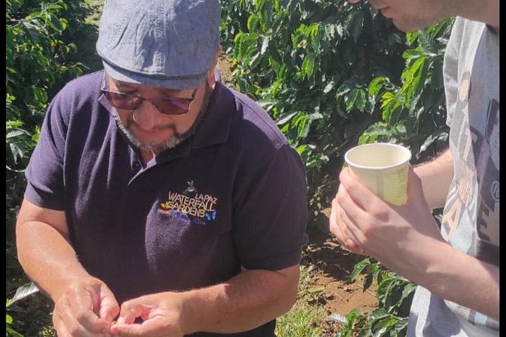 Heldagstur i Costa Rica med Poás-vulkanen, La Paz Waterfall Gardens och en kaffeplantage, foto 16 | wizardtrip