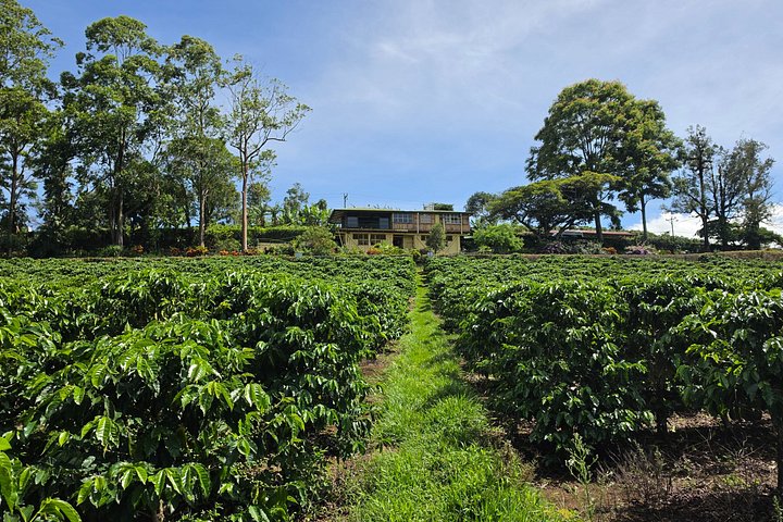 Heldagstur i Costa Rica med Poás-vulkanen, La Paz Waterfall Gardens och en kaffeplantage, foto 25 | wizardtrip