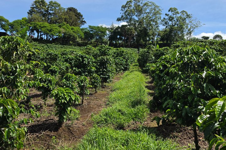 Heldagstur i Costa Rica med Poás-vulkanen, La Paz Waterfall Gardens och en kaffeplantage, foto 26 | wizardtrip