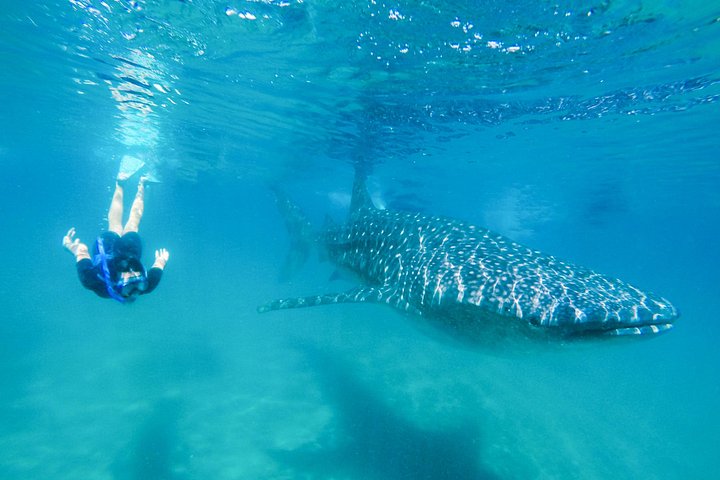 Plongée avec tuba avec requins-baleines à La Paz et déjeuner depuis Los Cabos | wizardtrip