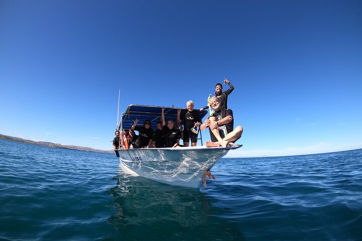 Simma med valhajar i La Paz, Mexiko, på en guidad snorklingstur från Los Cabos, foto 6 | wizardtrip