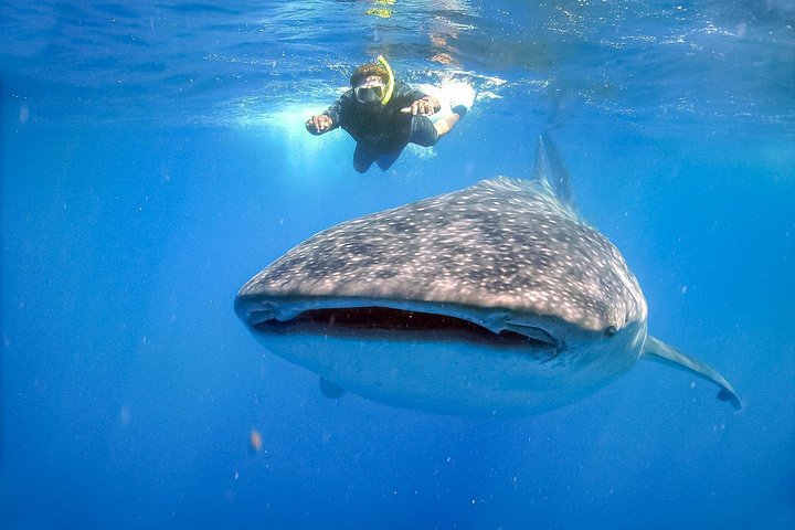 Simma med valhajar i La Paz, Mexiko, på en guidad snorklingstur från Los Cabos, foto 7 | wizardtrip