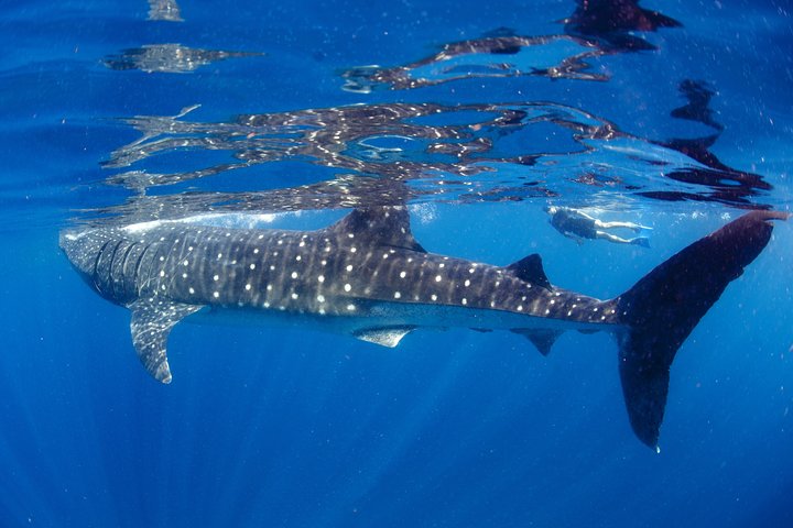 Simma med valhajar i La Paz, Mexiko, på en guidad snorklingstur från Los Cabos, foto 11 | wizardtrip