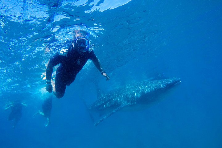 Simma med valhajar i La Paz, Mexiko, på en guidad snorklingstur från Los Cabos, foto 12 | wizardtrip