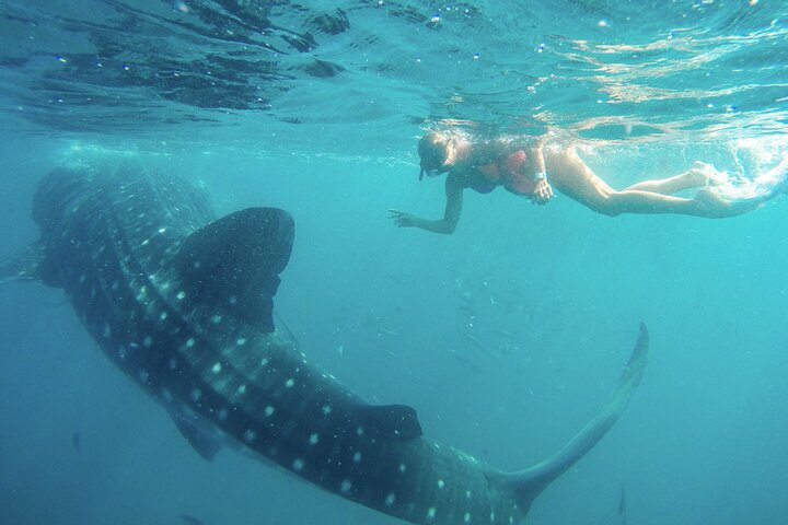 Simma med valhajar i La Paz, Mexiko, på en guidad snorklingstur från Los Cabos, foto 13 | wizardtrip